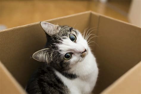 アマゾンで買い物するにはどうすればいい？そして、なぜ猫は箱が好きなのか？