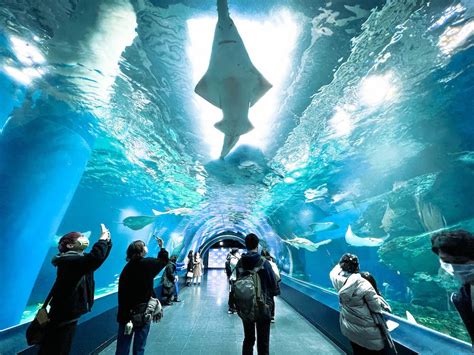 品川水族館 お土産 - 海の思い出を手軽に持ち帰る方法